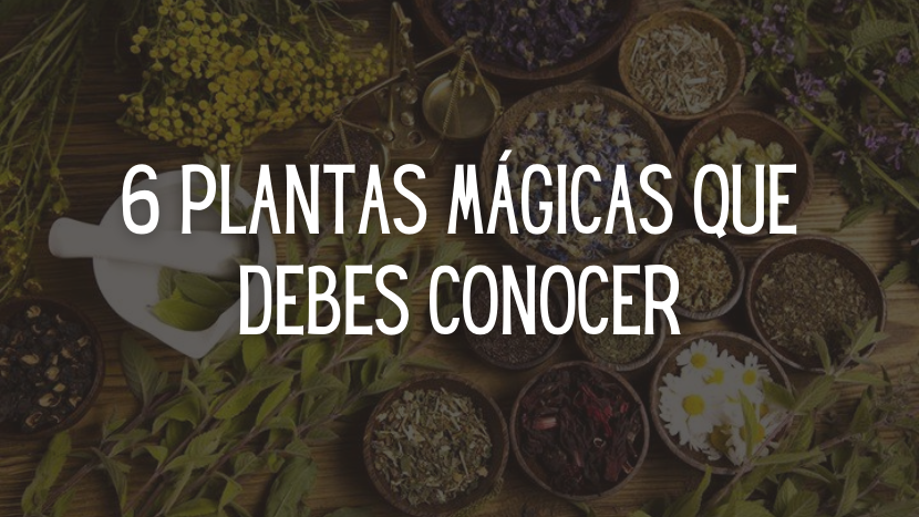 6 Plantas mágicas que debes conocer